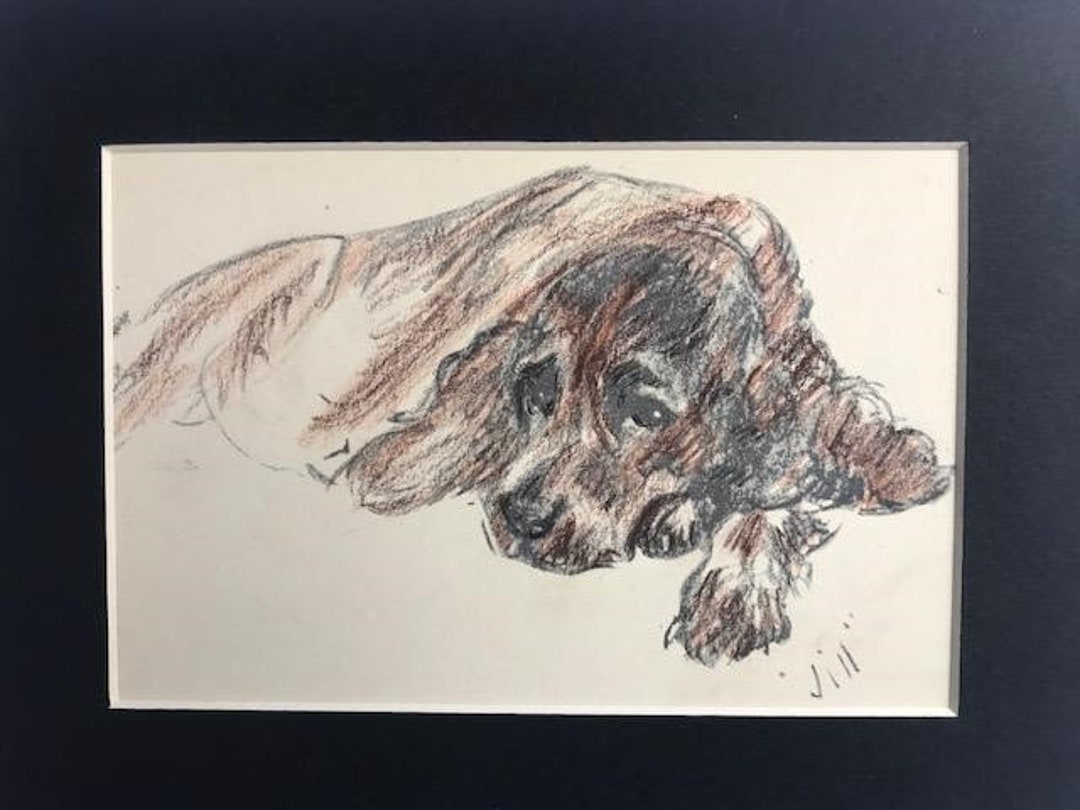 COCKER SPANIEL DOG Hand Coloured Vintage Mounted 1939 Lucy Dawson Jill ...