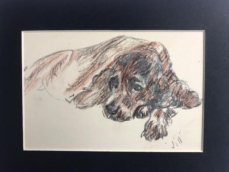 COCKER SPANIEL DOG Hand Coloured Vintage Mounted 1939 Lucy Dawson Jill ...