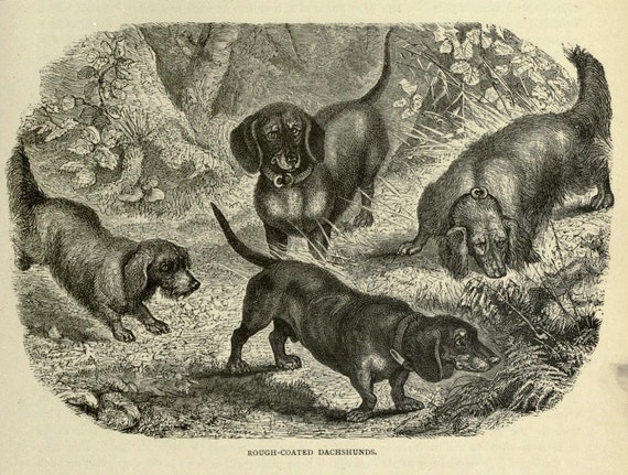 ROUGH Coated DACHSHUND Dogs ANTIQUE Dog Print Page1881 by Vero