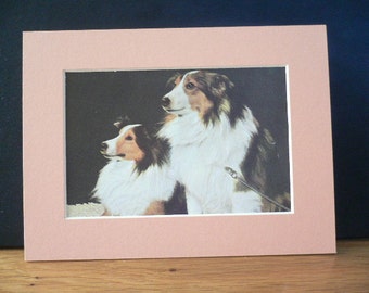 COLLIE DOGS Vintage Mounted 1958 Rough coated collie sheepdog plate print Unique Thank you, Congratulations, Birthday gift