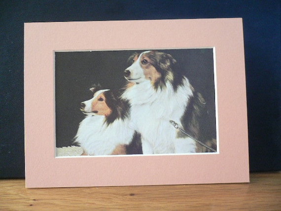 COLLIE DOGS Vintage Mounted 1958 Rough Coated Collie Sheepdog