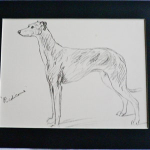 GREYHOUND DOG Vintage Mounted 1937 &#39;Mac&#39; Lucy Dawson Radicombe greyhound dog plate print Christmas, Birthday, Thanksgiving gift present