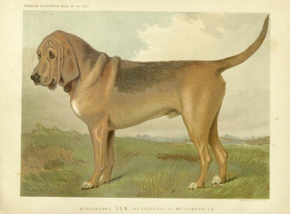 BLOOD HOUND Dogs ANTIQUE Chromolithograph Dog Print 1881 by Vero