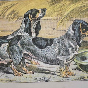 ANCIENNE 1907 BASSET HOUND chasse Bleu de Gascogne chien chien signé impression Chromolithographie artiste allemand Mahler Objet de collection Anniversaire