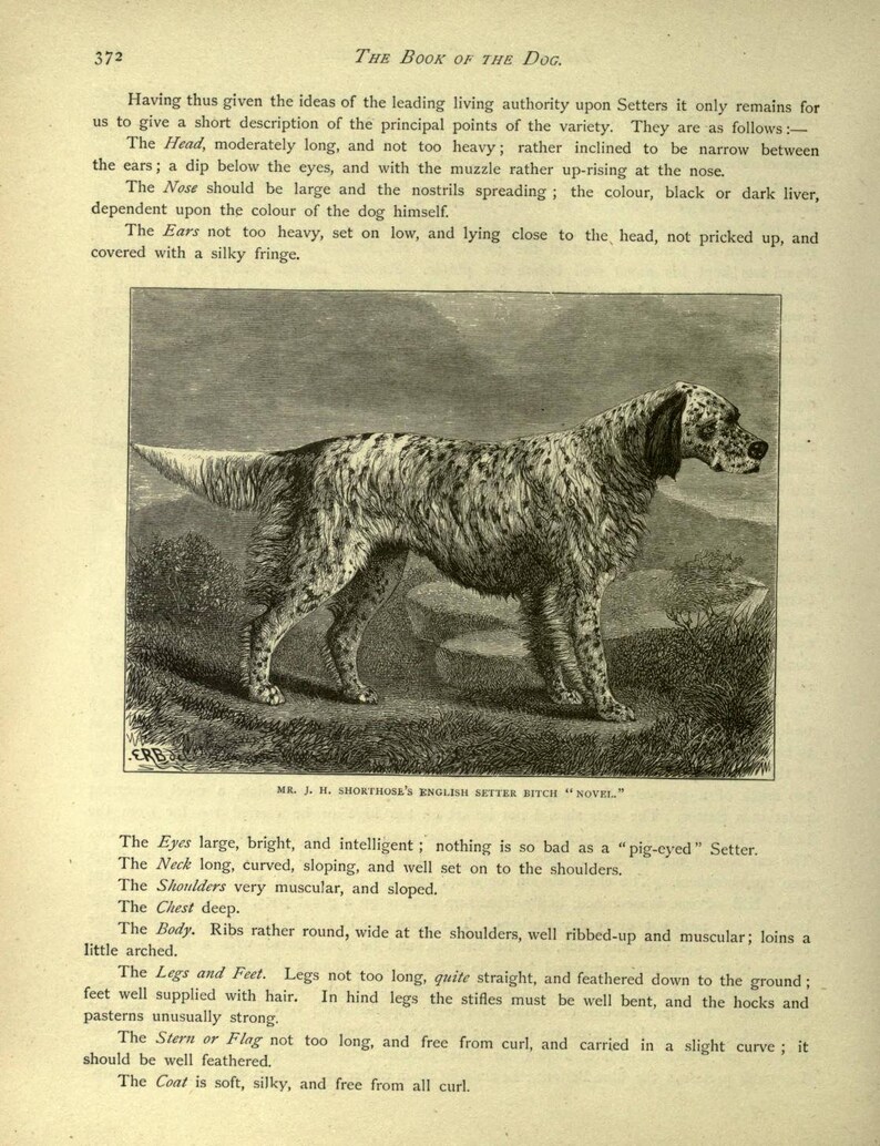 Peut inclure: Une illustration en noir et blanc d'un setter anglais. Le chien est debout, la t&ecirc;te tourn&eacute;e vers la droite. La l&eacute;gende sous l'image indique "MR. J. H. SHORTHOSE'S ENGLISH SETTER BITCH "NOVEL""