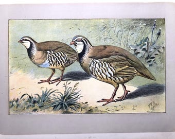ANTIQUE 1907 Red Partridge bird Perdrix rouge signed print Chromolithograph Mahler German artist Collectors item Christmas, Birthday gift