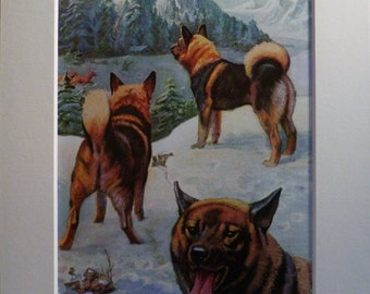 Vintage Mounted 1958 Edward Herbert Miner print Norwegian Elkhound dog plate print Unique gift