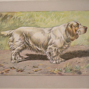 ANTIQUE 1907 CLUMBER SPANIEL signed dog print Chromolithograph P Mahler German artist Collectors item Christmas, Birthday gift Authentic