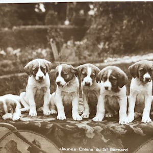 Lausanne Switzerland Vintage 1925 mounted postcard picture Saint Bernard puppy dogs Unique Christmas Birthday Thanksgiving gift