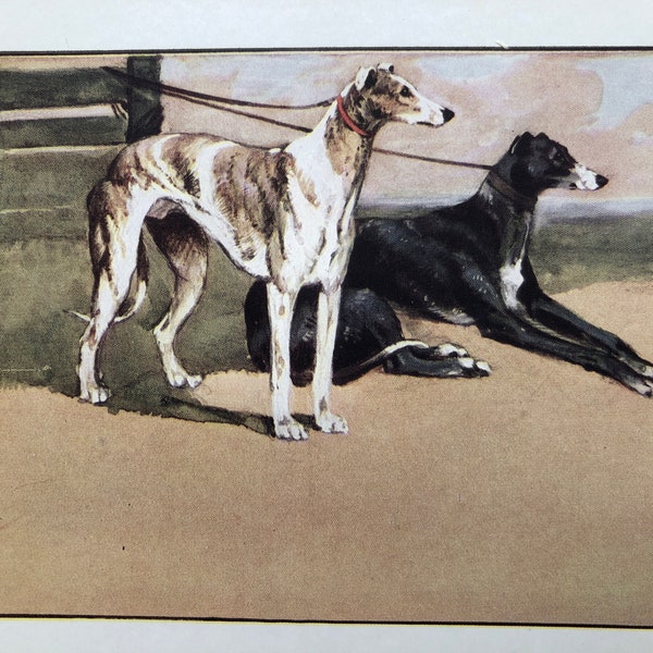 1913 GREYHOUND DOGS signed authentic Vernon Stokes hunting dog bookplate print Unique Christmas Birthday gift Collector's item