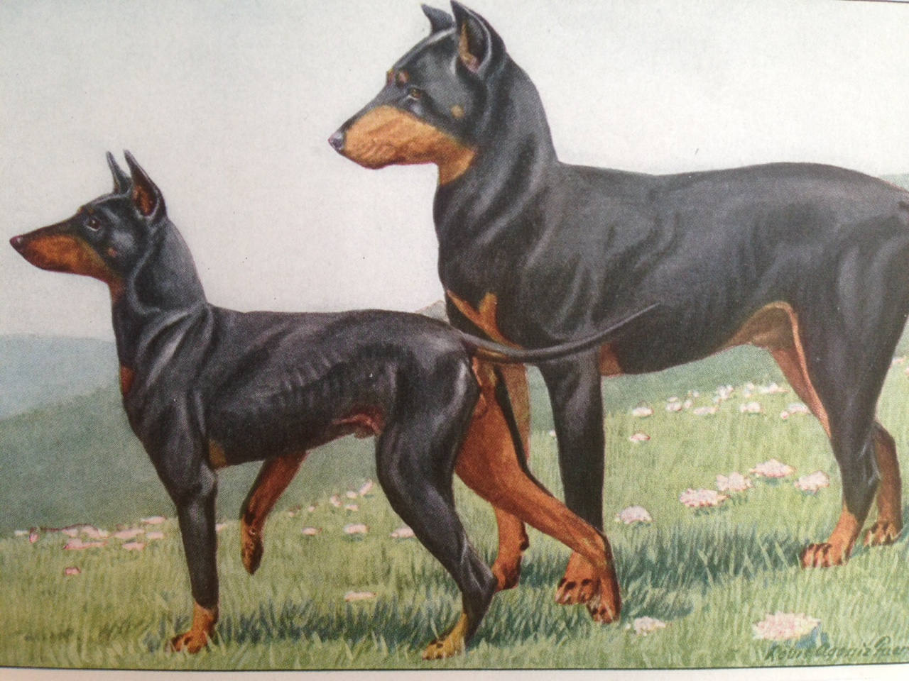 MANCHESTER TERRIER DOBERMANN Pinscher dog Louis Agassiz Fuertes Vintage Mounted 1919 plate print Congratulations Christmas Birthday gift