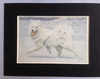 SIBERIAN REINDEER SAMOYED dog Louis Agassiz Fuertes Vintage Mounted 1919 plate print Congratulations Christmas Thanksgiving Birthday gift