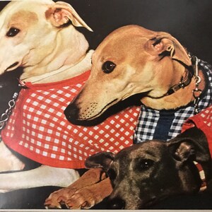 RACING GREYHOUND DOGS Vintage Mounted 1958 Whippet racing track betting dog plate print Unique Birthday gift Congratulations Thank you