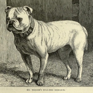 BULLDOG Antique Dog Print Page illustration 1881 Vero Shaw Cassells and Company Unique gift Christmas Thanksgiving Birthday present