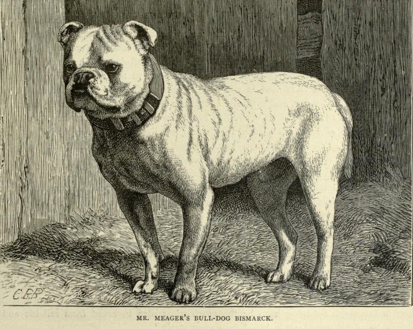 BULLDOG Antique Dog Print Page Illustration 1881 Vero Shaw