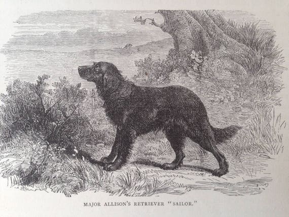 RETRIEVER Dog ANTIQUE Dog Print C1881 by Vero Shaw Cassells and
