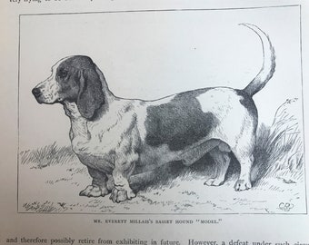 BASSET HOUND Dog ANTIQUE Dog Print Page plate c1881 by Vero Shaw Cassells and Company Unique gift Christmas Thanksgiving Birthday present