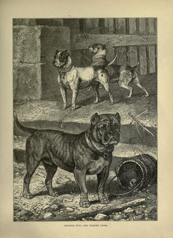 BULL and TERRIER Cross Dog ANTIQUE Dog Print C1881 by Vero Shaw