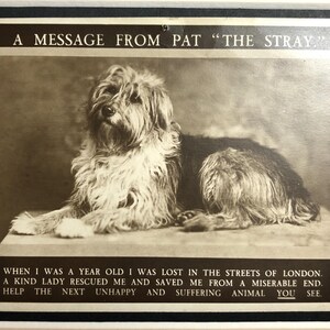 Cartão postal vintage de cachorro vira-lata da década de 1930, montado com fotografia real, fundo Eileen Morris, justiça, gentileza com os animais, poema, mensagem, item de colecionador
