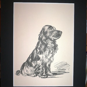 SPANIEL DOG Signed Mounted 1936 &#39;Mac&#39; Lucy Dawson Springer spaniel dog plate print Looking yonder Christmas, Birthday, Thanksgiving present