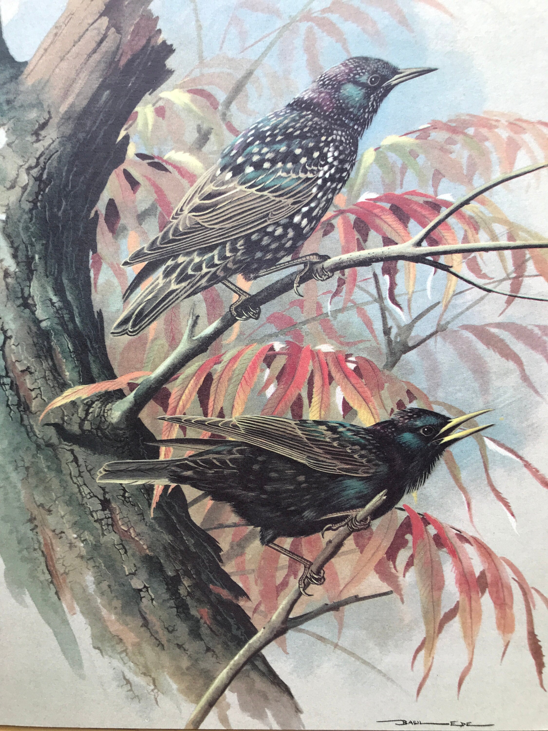 Wild Birds of America 洋書 Basil Ede 画集 鳥 Wild Birds of America 洋書 Basil Ede 画集 鳥