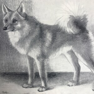 Może przedstawiać: Czarno-biały rysunek ołówkiem fińskiego psa rasy szpic stojącego na jasnoszarym tle. Pies patrzy w lewo od obrazu i ma puszysty ogon. Pies nazywa się "Rusty".