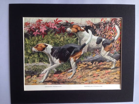 ENGLISH AMERICAN FOXHOUND Hunting Dogs Vintage Louis Agassiz