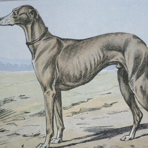 ANTIQUE 1907 GREYHOUND dog signed dog print Chromolithograph P Mahler German artist Collectors item Christmas,Birthday gift Authentic