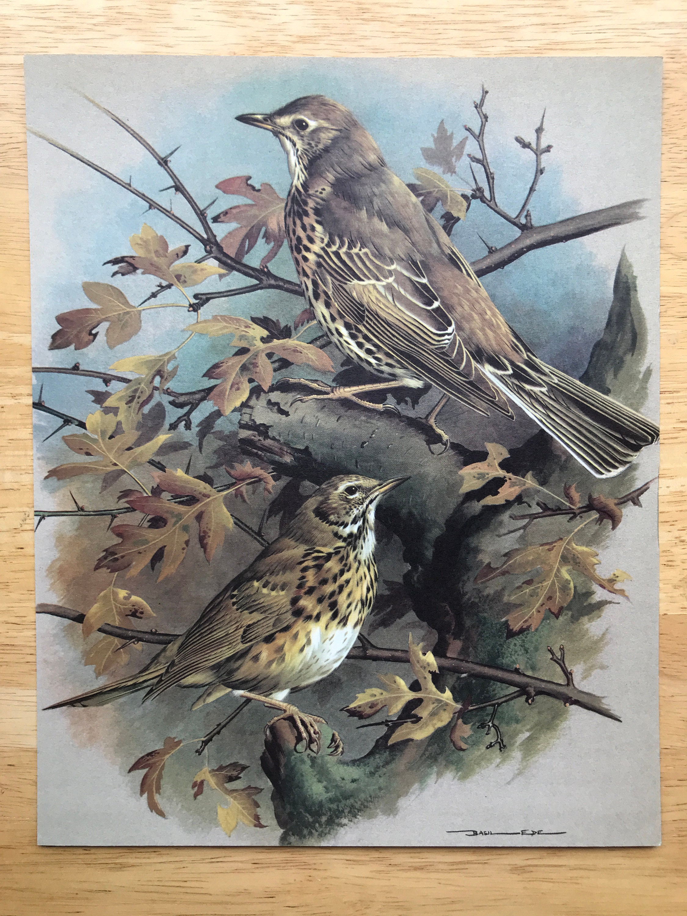 工芸品  birds festive mistle thrush egg Mistle thrush eggs hi-res stock photography and images - Alamy