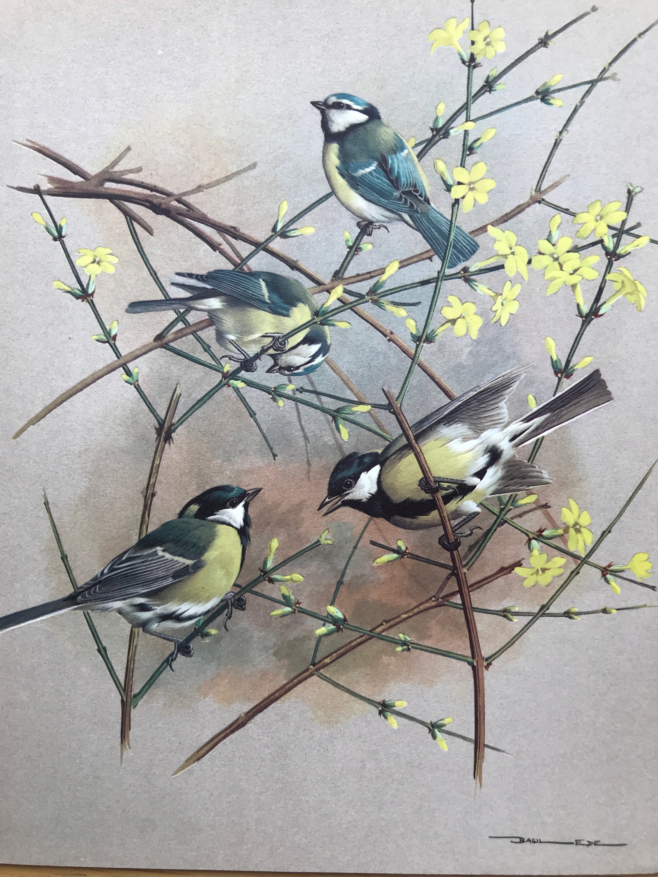 Wild Birds of America 洋書 Basil Ede 画集 鳥 Wild Birds of America 洋書 Basil Ede 画集 鳥 Wild Birds of