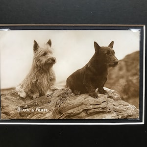 VALENTINE X L série Vintage 1915 montado cartão postal foto cartão escocês e Cairn Terrier cães preto e branco presente de aniversário de Natal