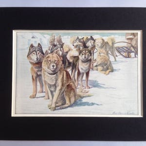 ALASKAN ESKIMO dogs Louis Agassiz Fuertes Vintage Mounted 1919 plate print Congratulations Christmas Thanksgiving Birthday gift