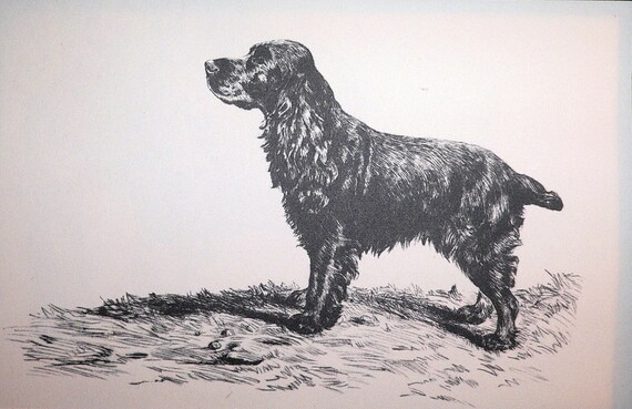 Retriever bird hunting dog Vintage Mounted 1936 /'Mac/' Lucy Dawson dog plate print Hand coloured Birthday Christmas Thanksgiving gift