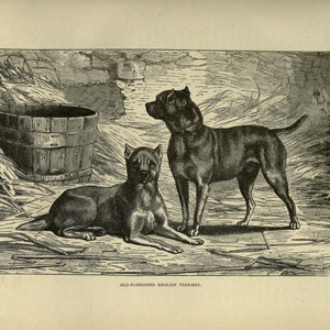 ENGLISH TERRIER Dogs ANTIQUE Dog Print c1881 by Vero Shaw Cassells and Company Unique gift Christmas Thanksgiving Birthday present