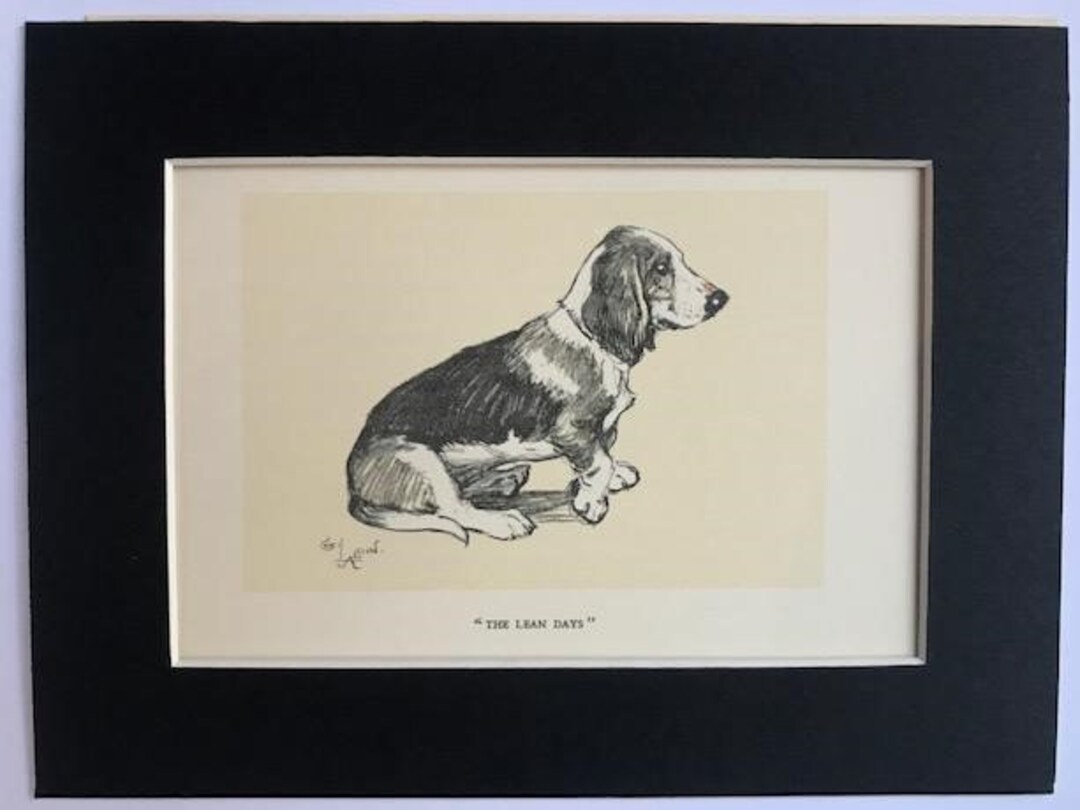 BASSET HOUND Hunting DOG Signed Mounted 1928 Cecil Aldin Collie