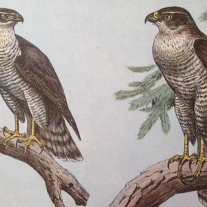 ANTIQUE 1907 L&#39;Autour LARGE Hawk prey bird signed print Chromolithograph P Mahler German artist Collectors item Christmas,Birthday  gift