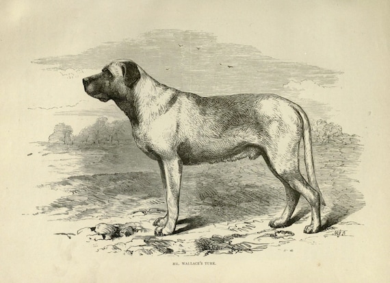 MASTIFF Dog ANTIQUE illustration Dog Print c1881 by Vero Shaw Cassells and  Company Unique gift Christmas Thanksgiving Birthday present