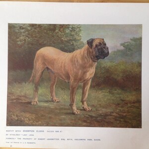 MASTIFF BITCH Antique Dog chromolithograph print 1907 Robert Leighton Cassells Company Christmas Thanksgiving Birthday present Show dog