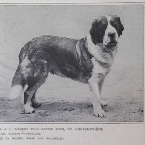 SAINT BERNARD Antique Dog lithograph print Rough coated 1907 Robert Leighton Cassells Co London Christmas Thanksgiving Birthday present