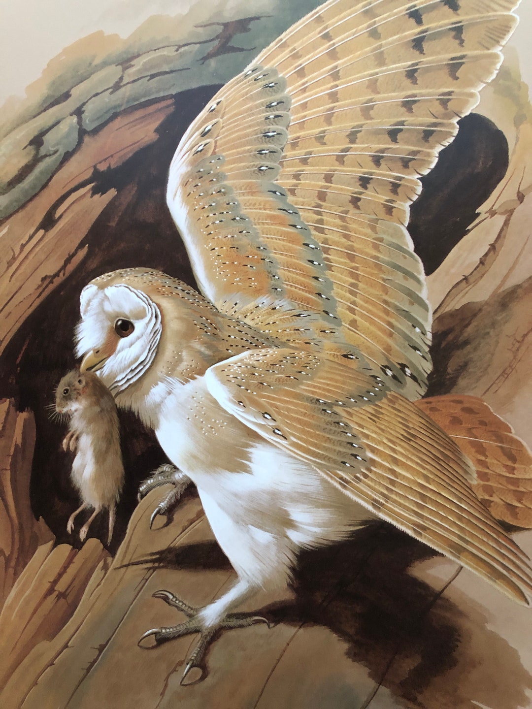 BARN OWL Vintage 1960 Basil Ede Authentic Colourful Bird Print
