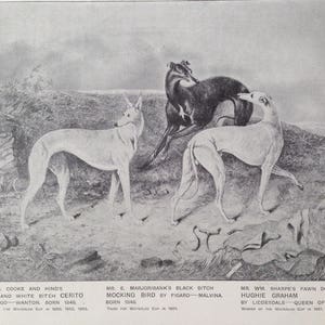 GREYHOUND Antique Dog lithograph print 1907 Robert Leighton dogs racing dog Cassells Co London Christmas Thanksgiving Birthday present