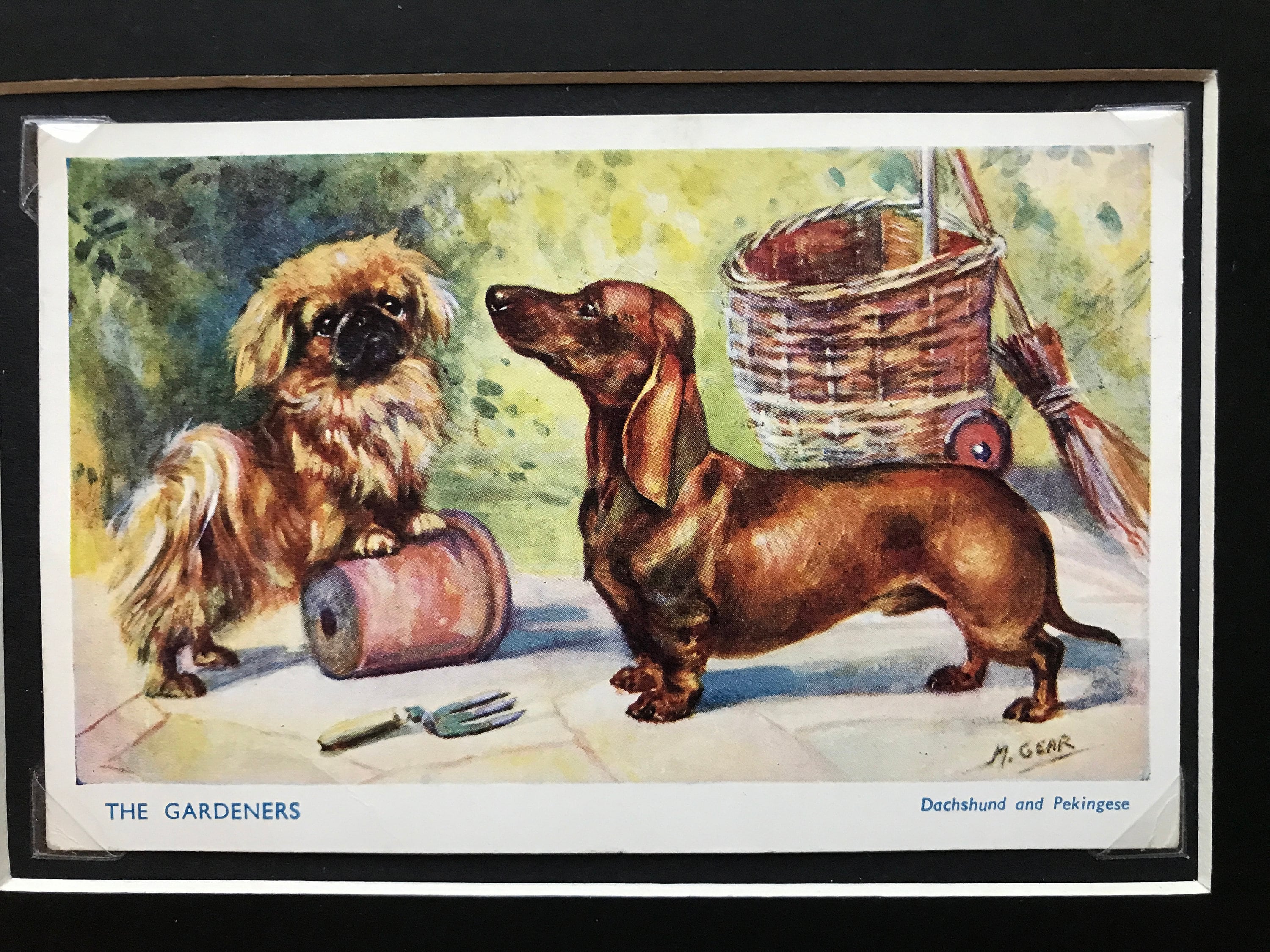 Pekingese dachshund cheap