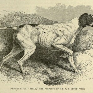 Op de afbeelding: Een zwart-witte illustratie van een pointer die door hoog gras rent. De hond is in profiel, met zijn kop naar rechts gedraaid. De onderschrift onder de afbeelding luidt "POINTER BITCH. "BELLE," THE PROPERTY OF MR. R. J. LLOYD PRICE."