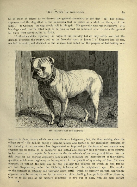 BULLDOG Antique Dog Print Page Illustration 1881 Vero Shaw