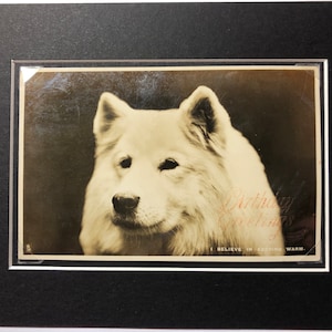 Década de 1930 Vintage SAMOYEDO perro postal montado Raphael Tuck & sons series London Real Photography regalo No.3888 Regalo de cumpleaños de Navidad