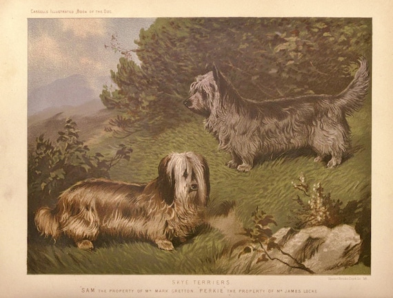 ENGLISH TERRIER Dogs ANTIQUE Chromolithograph Dog Print 1881 Vero Shaw Cassells and Company Christmas Thanksgiving illustration plate gift