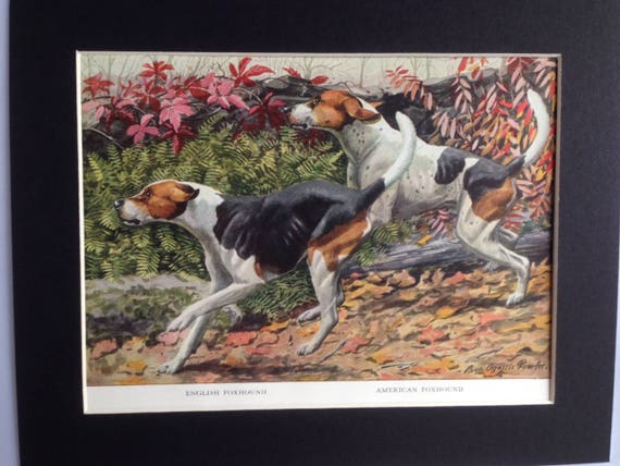 ENGLISH AMERICAN FOXHOUND Hunting Dogs Vintage Louis Agassiz