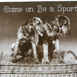 Vintage 1930s mounted postcard picture Wheaten Terrier dogs on basket Come on be a sport Unique Christmas Birthday Thanksgiving gift