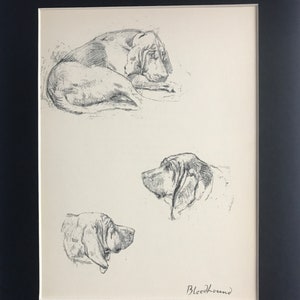 BLOODHOUND DOG sketches Cecil Aldin 1939 mounted dog plate print Unique Rare Christmas Thanksgiving Birthday gift