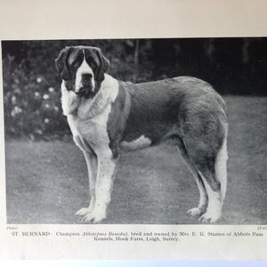 Op de afbeelding: Zwart-witfoto van een Sint-Bernardhond die op gras staat. De hond heeft een bruin-witte vacht. De afbeelding bevat de tekst "ST. BERNARD: Champion Abbotspass Benedict..."